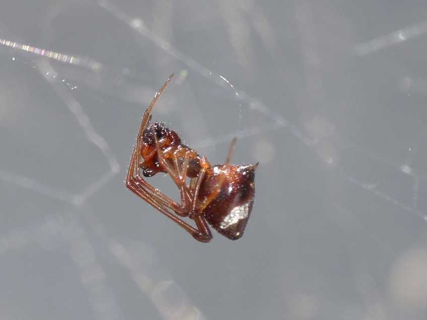 Carrellata di Argyrodes e Cyrtophora  - S. Teresa G. (OT)